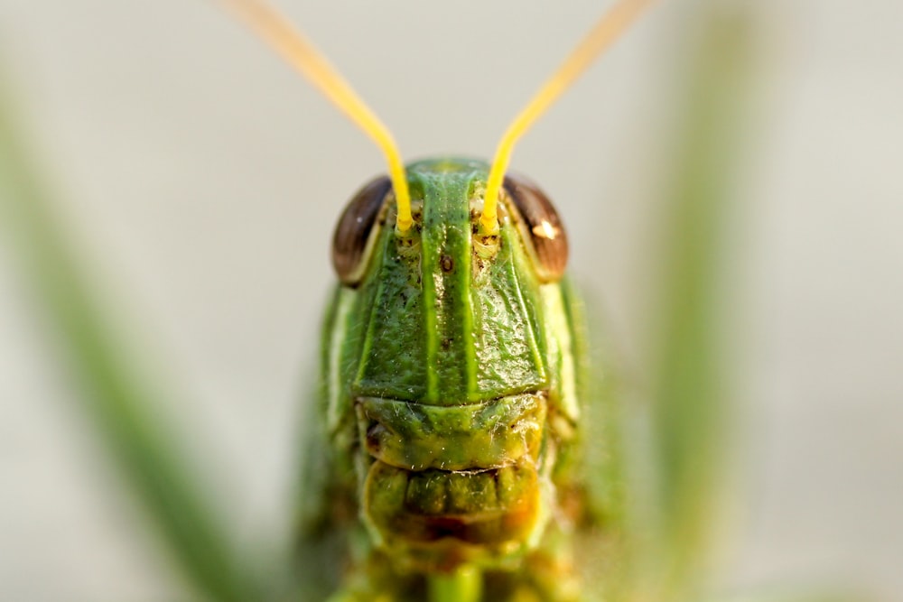 Nahaufnahme einer grünen Heuschrecke