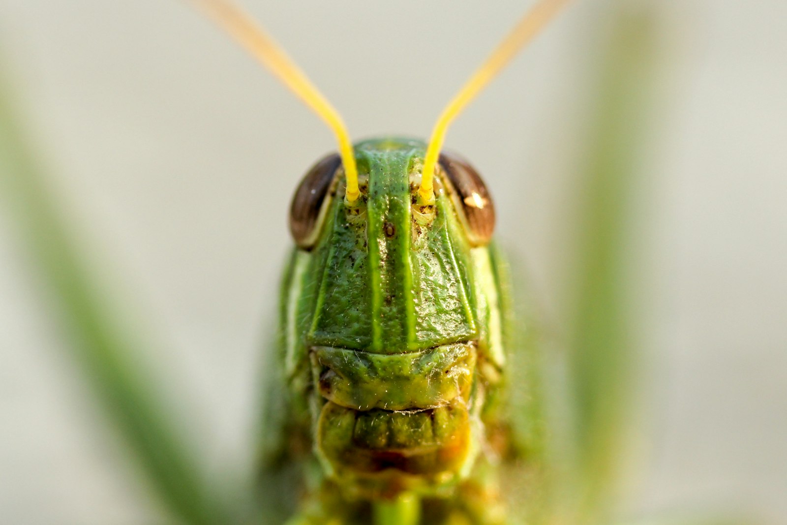 Canon EOS 600D (Rebel EOS T3i / EOS Kiss X5) + Canon EF 100mm F2.8 Macro USM sample photo. Closeup view of green photography