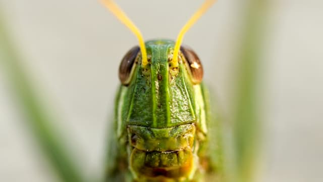 Grasshopper