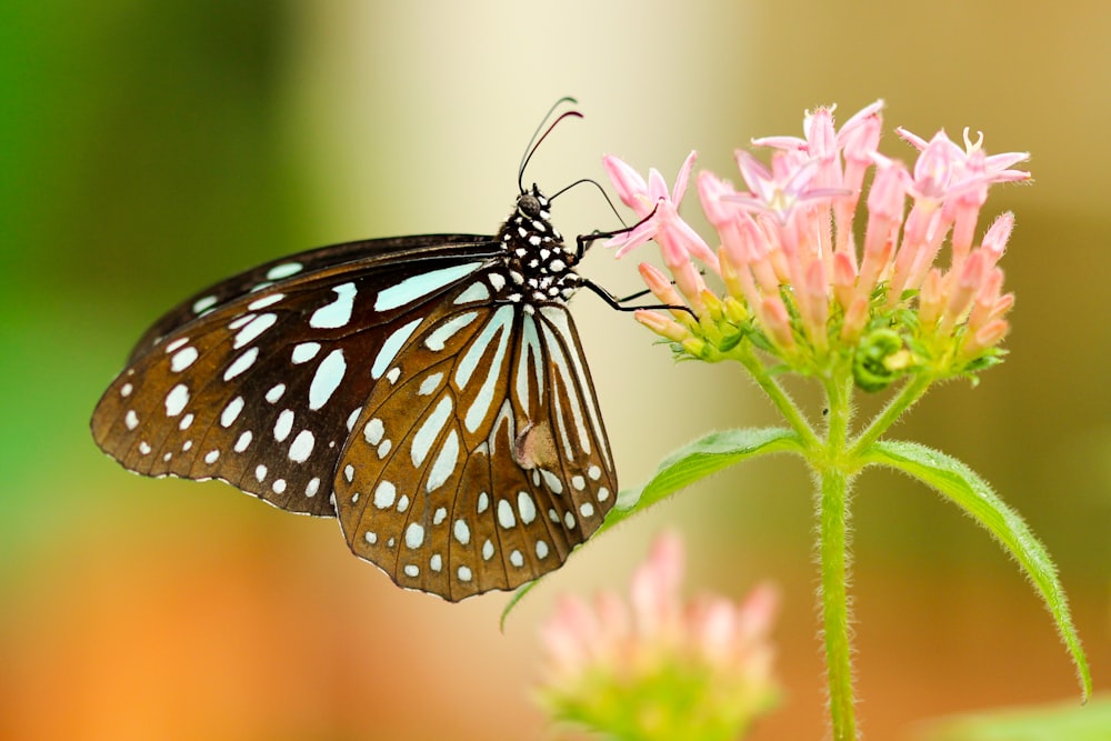 ピンクの花に描かれた白黒の蝶の浅い焦点写真