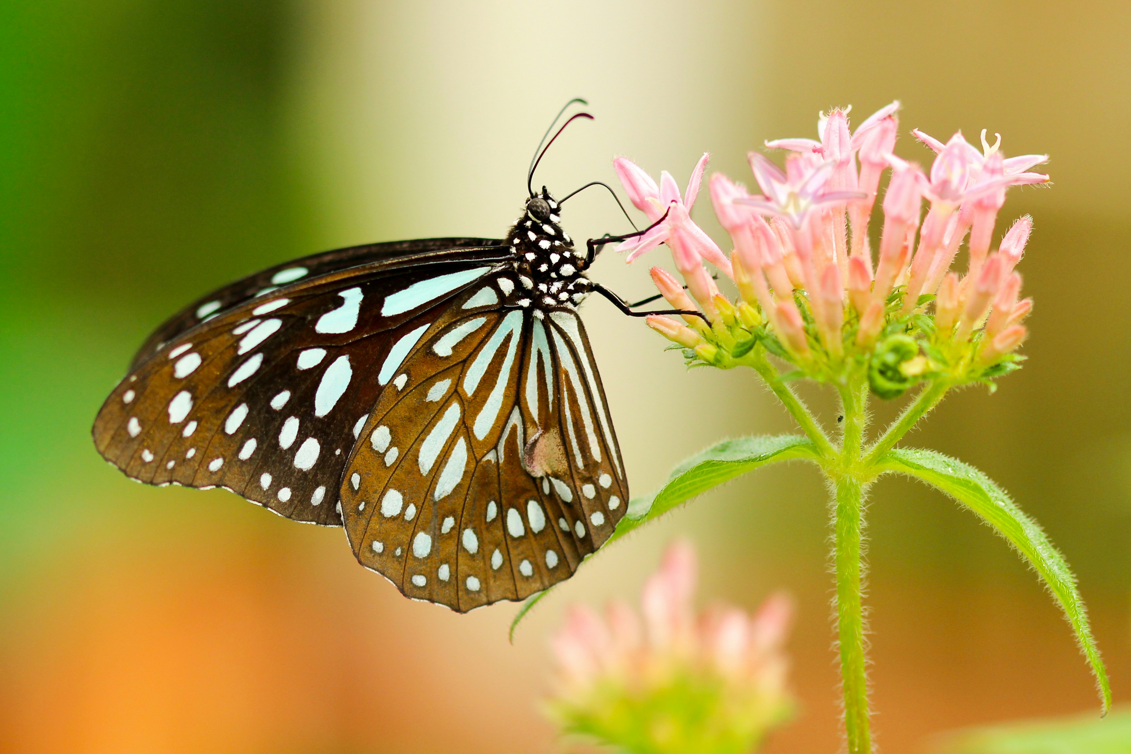 shallow focus photography of black and white butterfly on pink flower