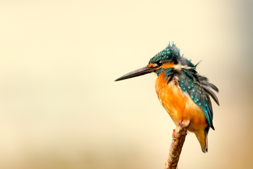 Drittelregel Fotografie von orangefarbenen und blauen Vögeln