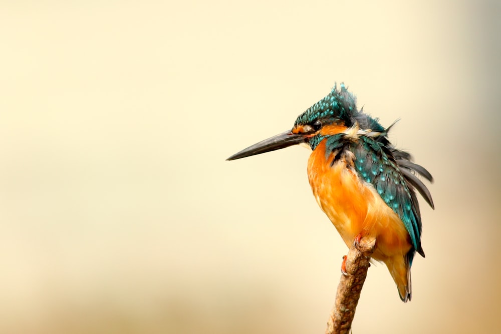 rule of thirds photography of orange and blue bird