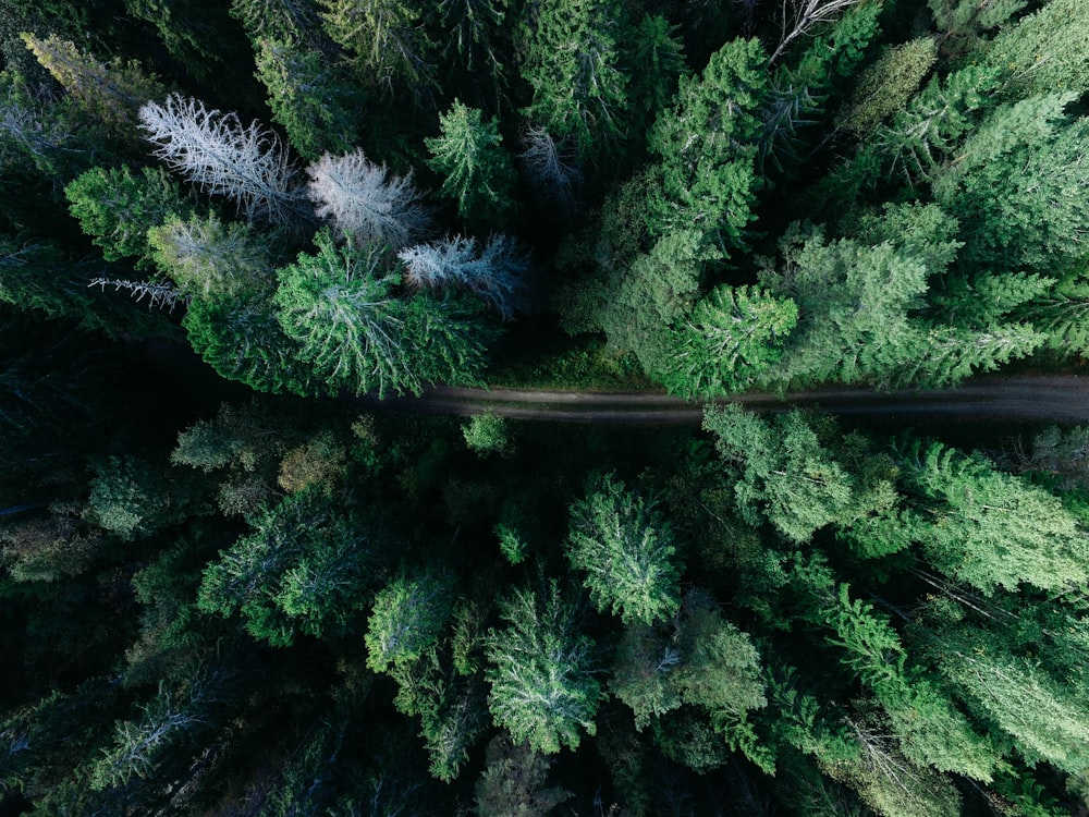 foto ad angolo basso di pini