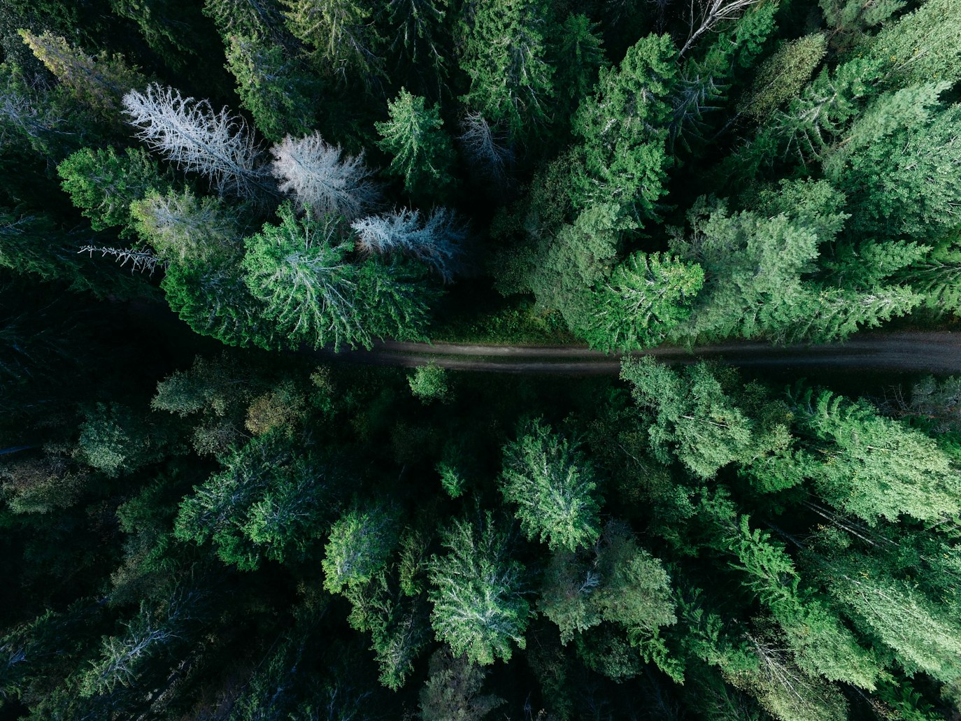 Forestry & Timberland Industry Insights Overview