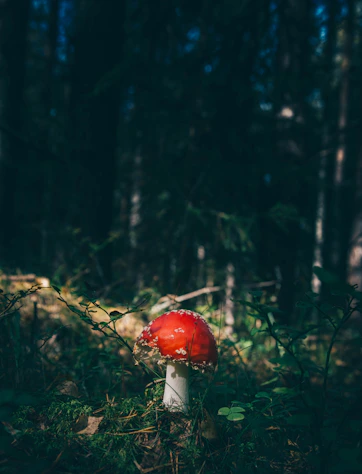 red cap mushroom surrounded by grass in forest