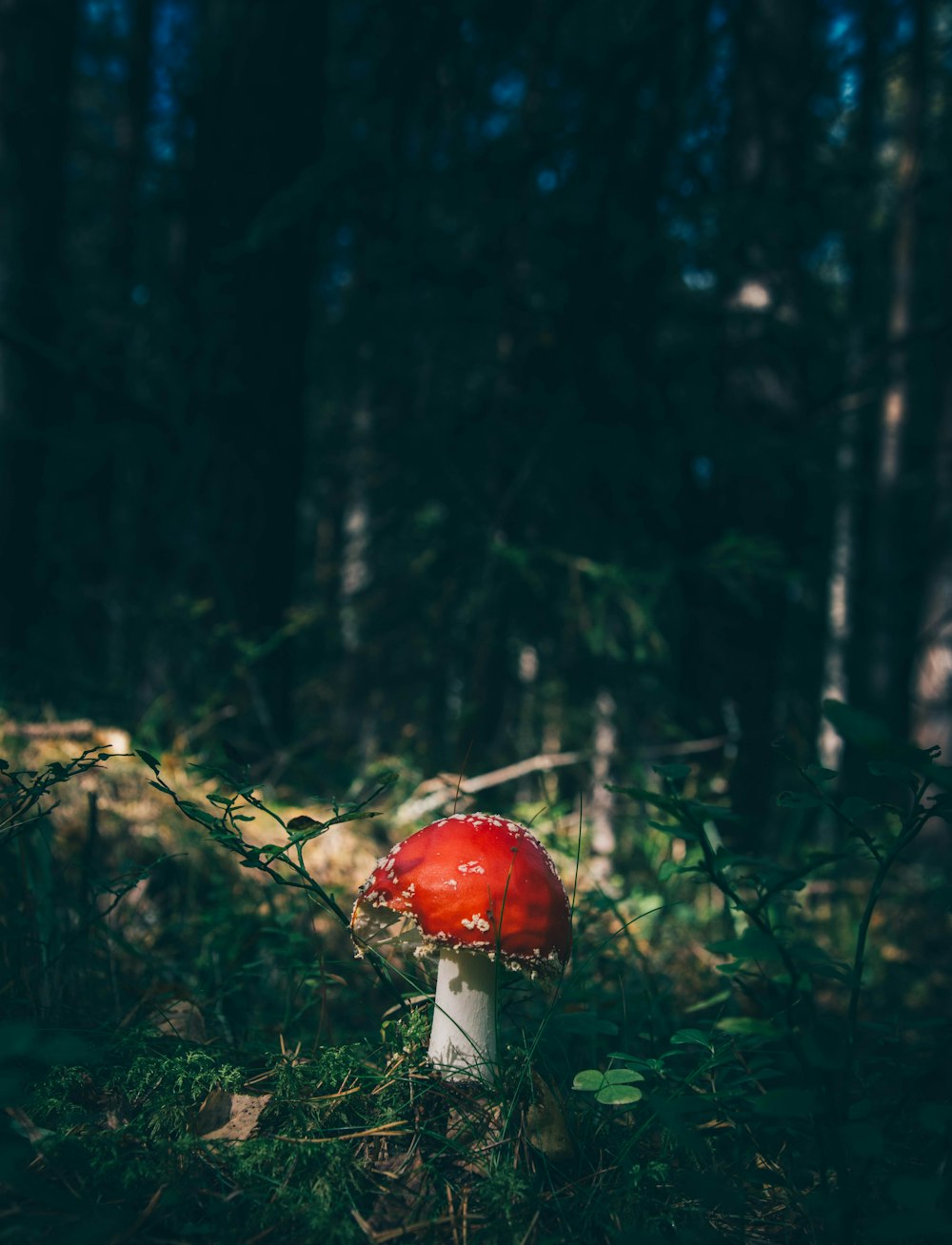 red cap mushroom surrounded by grass in forest