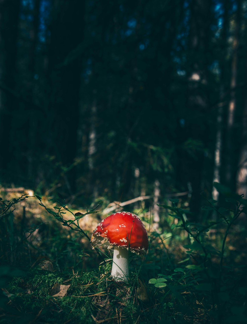 Seta de sombrero rojo rodeada de hierba en el bosque