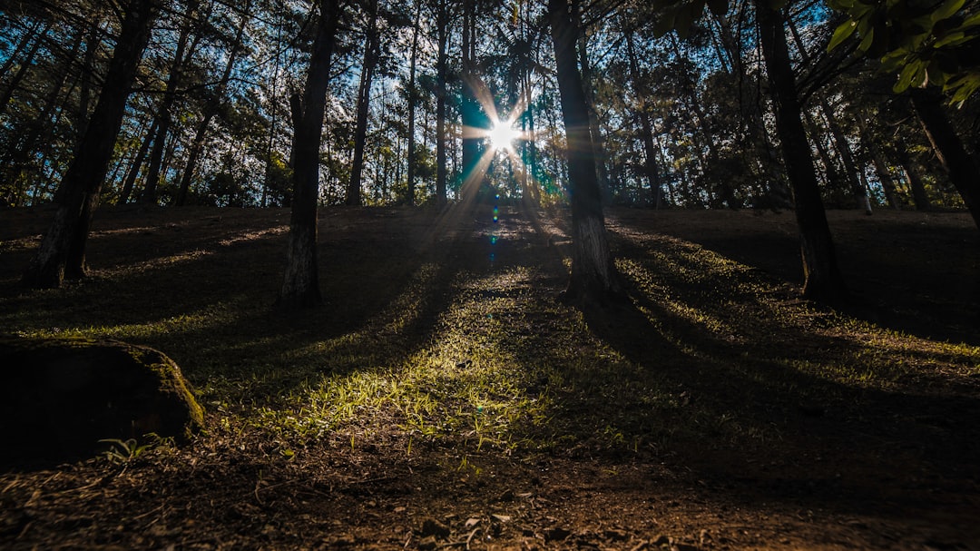 sun rays on forest during daytime