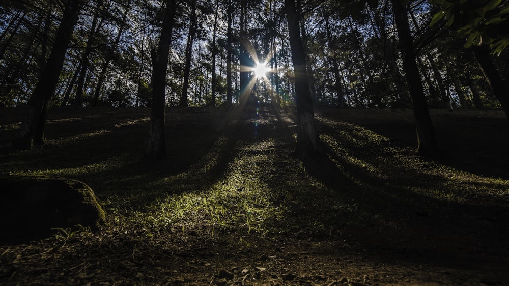 raios solares na floresta durante o dia