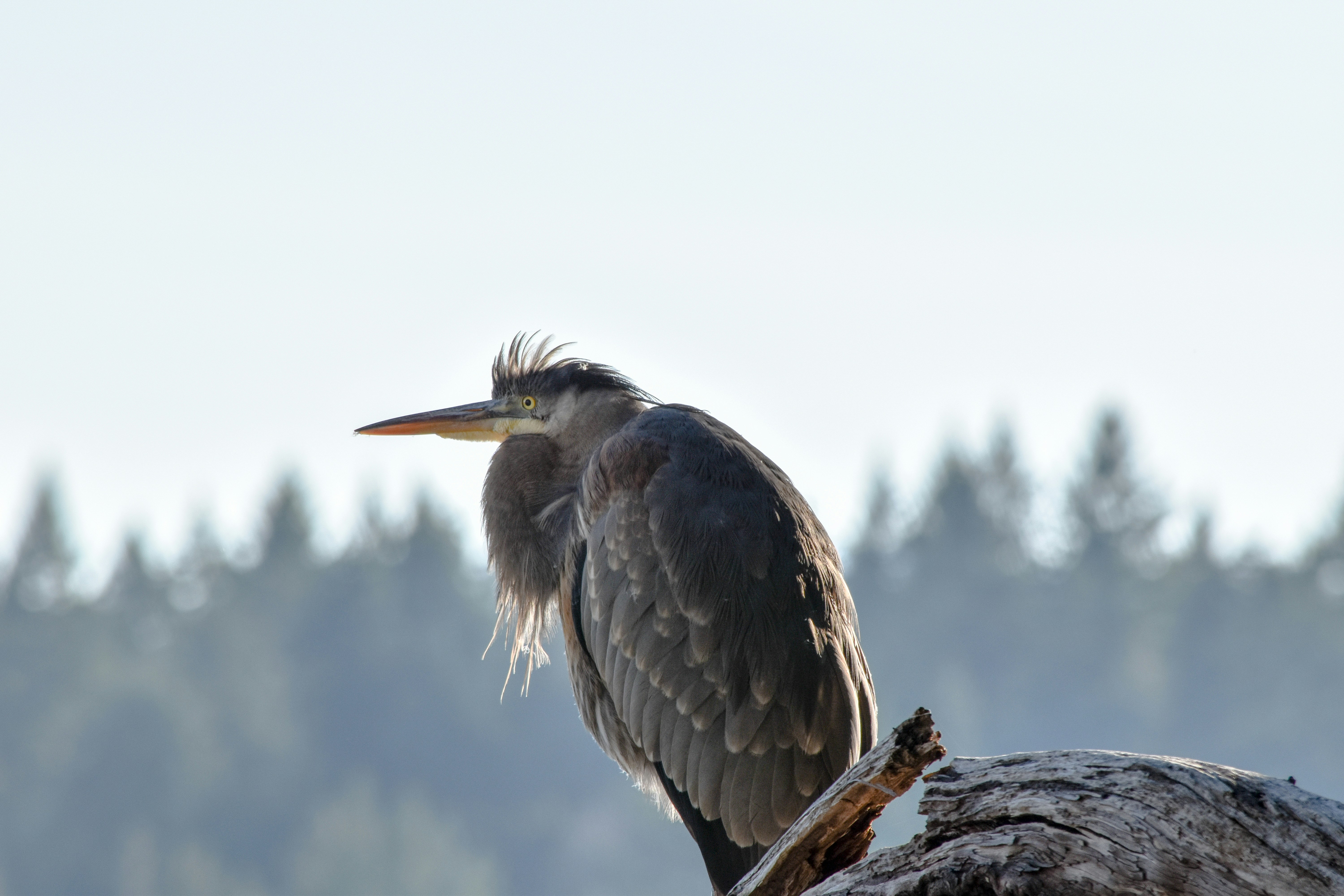 Free Unsplash photo from Sarah Chauncey