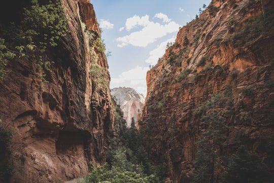 pathway between brown cliffs in Zion National Park United States