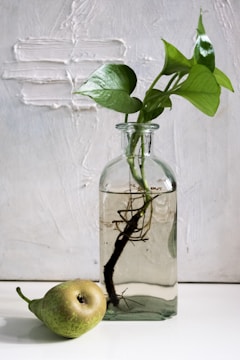A glass jar holds a plant cutting with long roots submerged in water. The background features a textured white wall. In the foreground, a pear rests beside the jar on a white surface.