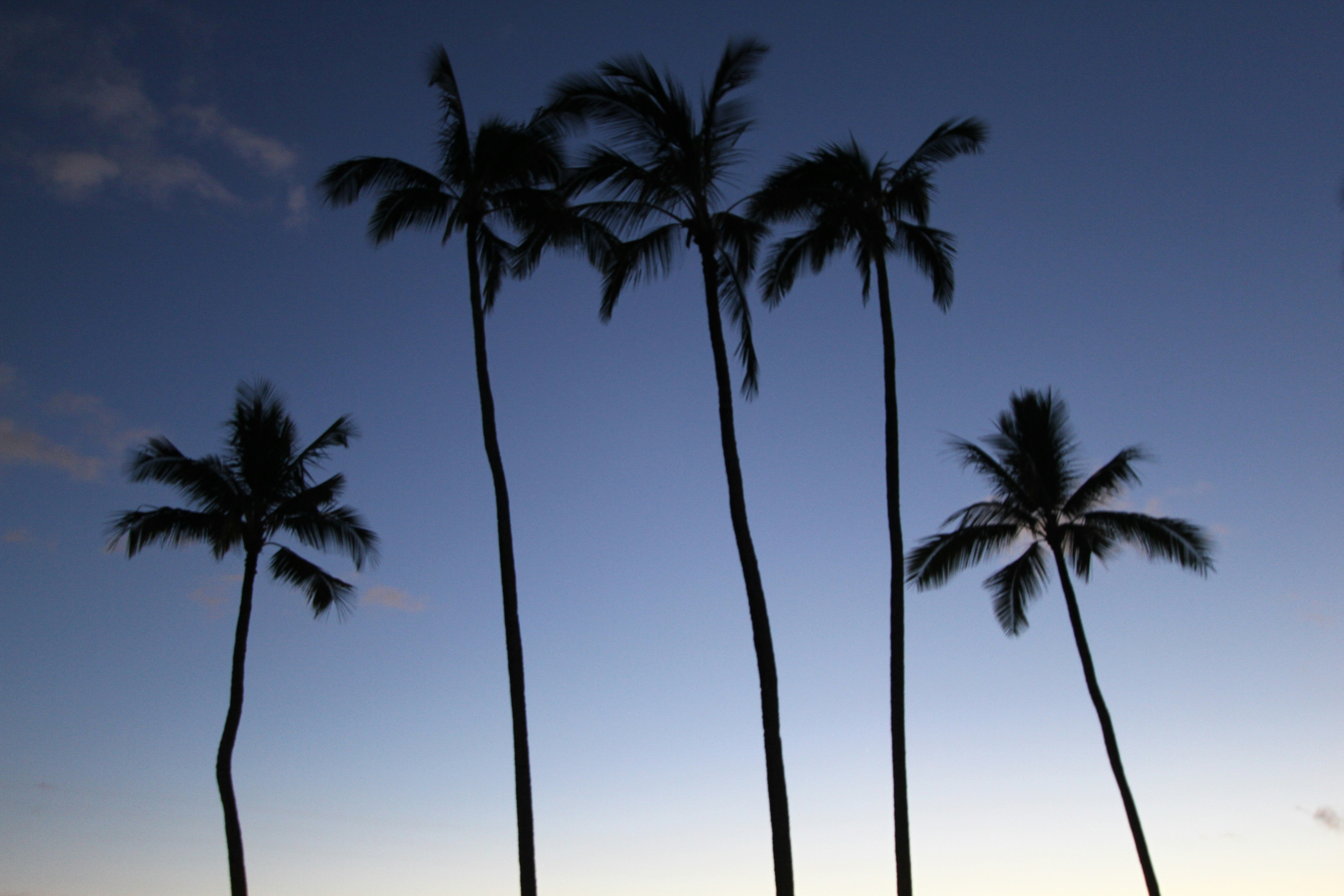 Large palm trees on a beach in Hawaii.