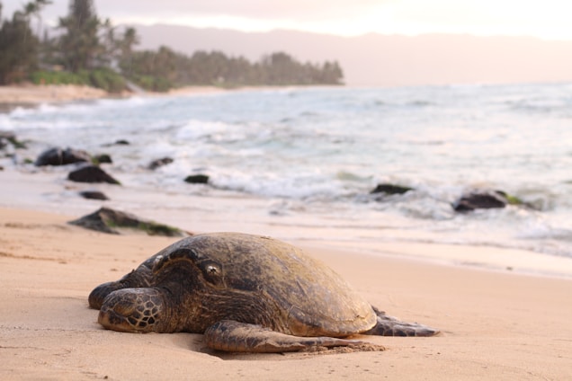 A sea turtle rests on a sandy beach with gentle waves lapping in the background. The coastline features scattered rocks and lush greenery, while the horizon is accented by a hazy sky and distant mountains.