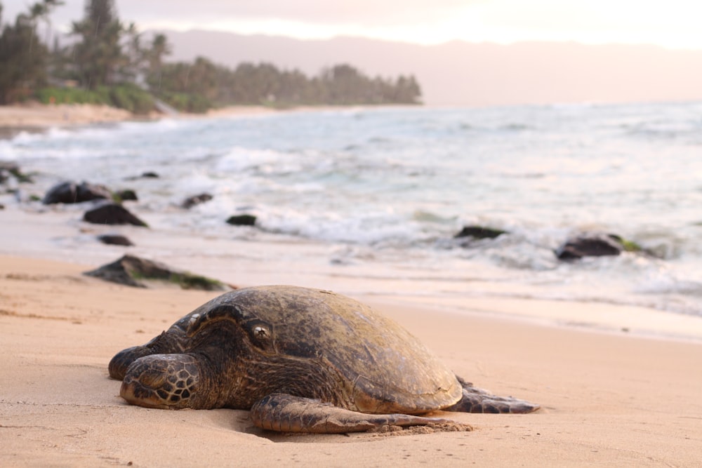 Fotografía de enfoque superficial de tortuga tumbada en la arena de la playa durante el día