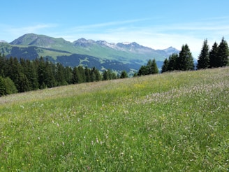 Wide green meadow with wildflowers and distant mountain views.