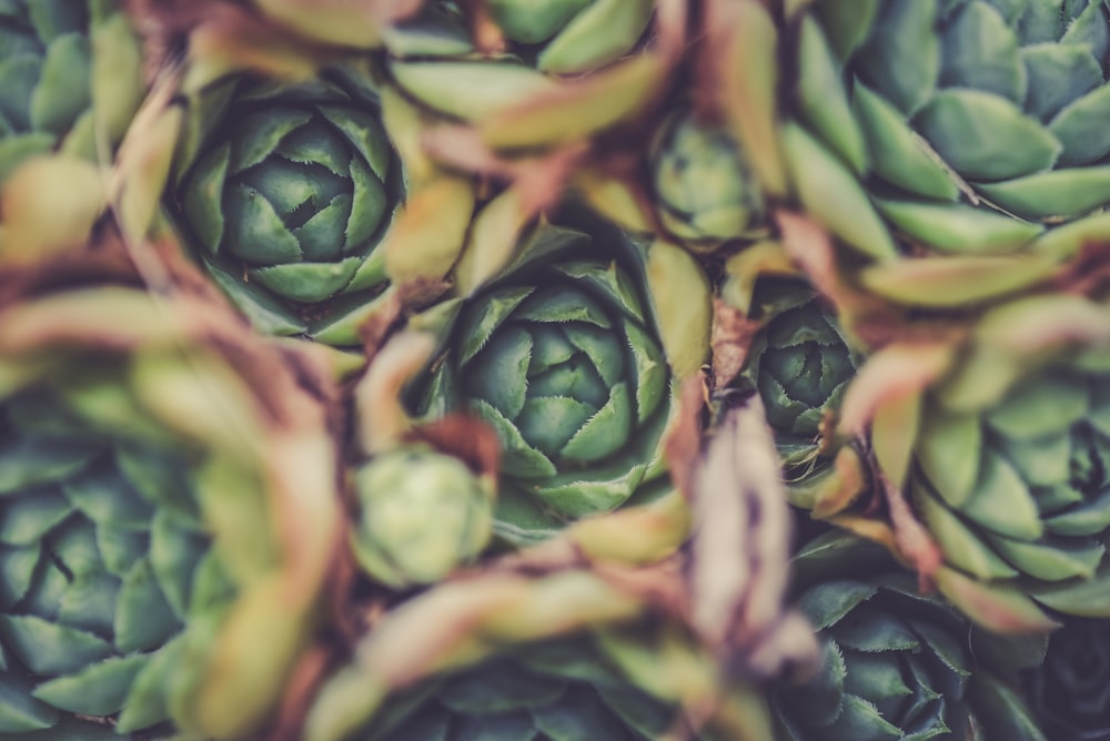 close-up photography of green succulents