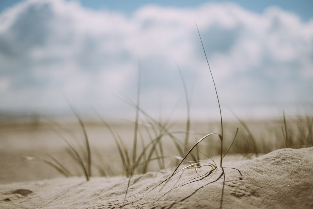 shift-tilt lens photography of grass