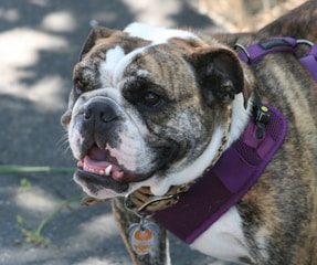 A close-up of a brindle bulldog wearing a purple harness. The dog has spotted fur and a wide face with a gentle expression, and its mouth is slightly open displaying its teeth.