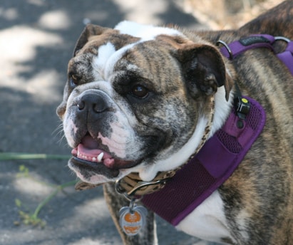 A close-up of a brindle bulldog wearing a purple harness. The dog has spotted fur and a wide face with a gentle expression, and its mouth is slightly open displaying its teeth.