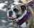 A close-up of a brindle bulldog wearing a purple harness. The dog has spotted fur and a wide face with a gentle expression, and its mouth is slightly open displaying its teeth.
