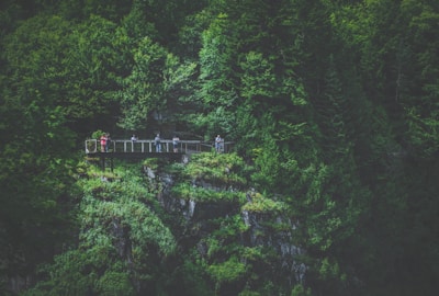 A group of tourists enjoying a scenic nature tour with lush greenery.