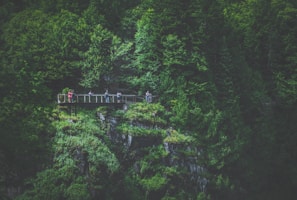Visitors exploring the rich greenery of the Sancang forest.