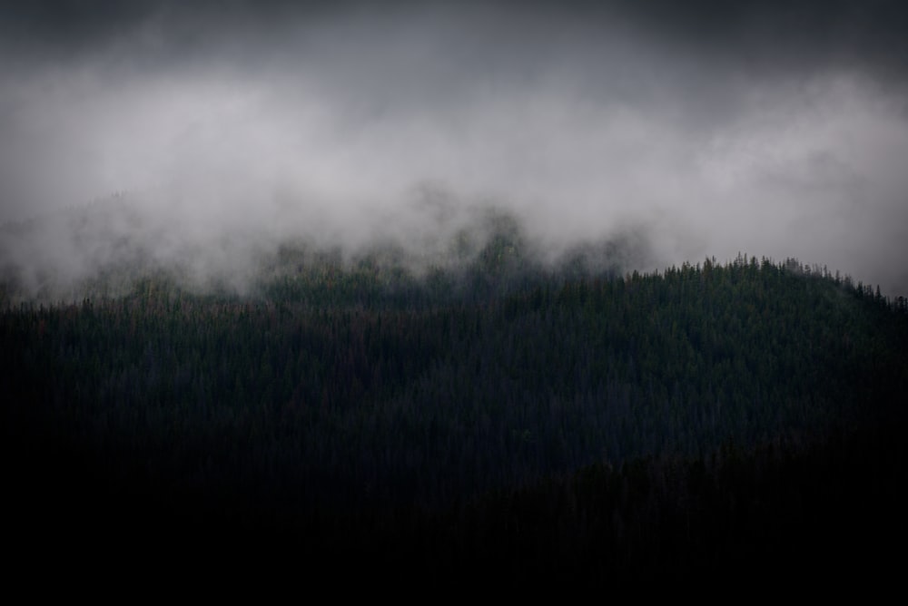 green trees covered with smoke