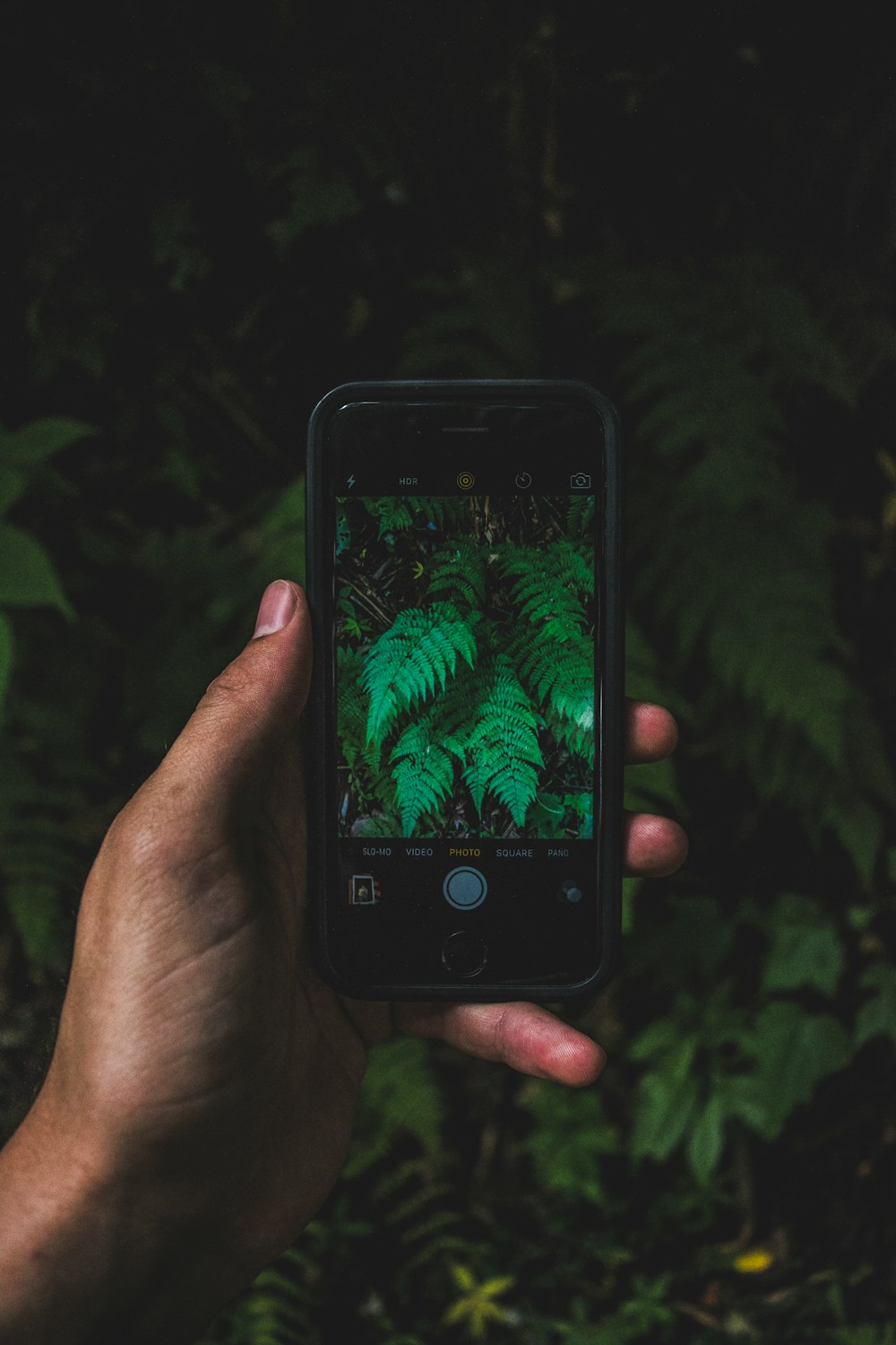 Green Leaves Screenshot