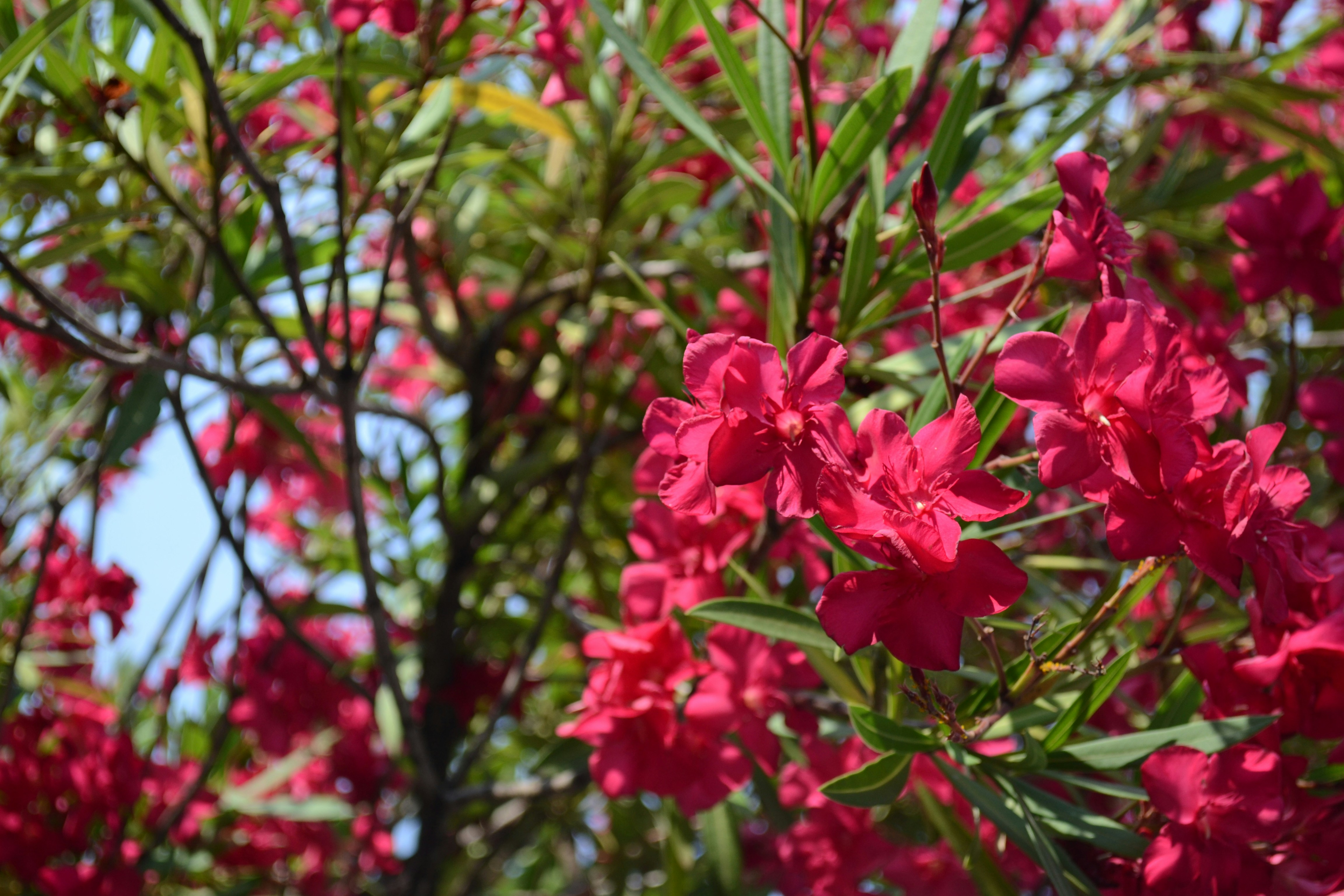 Free Unsplash photo from Joachim Bertelsen