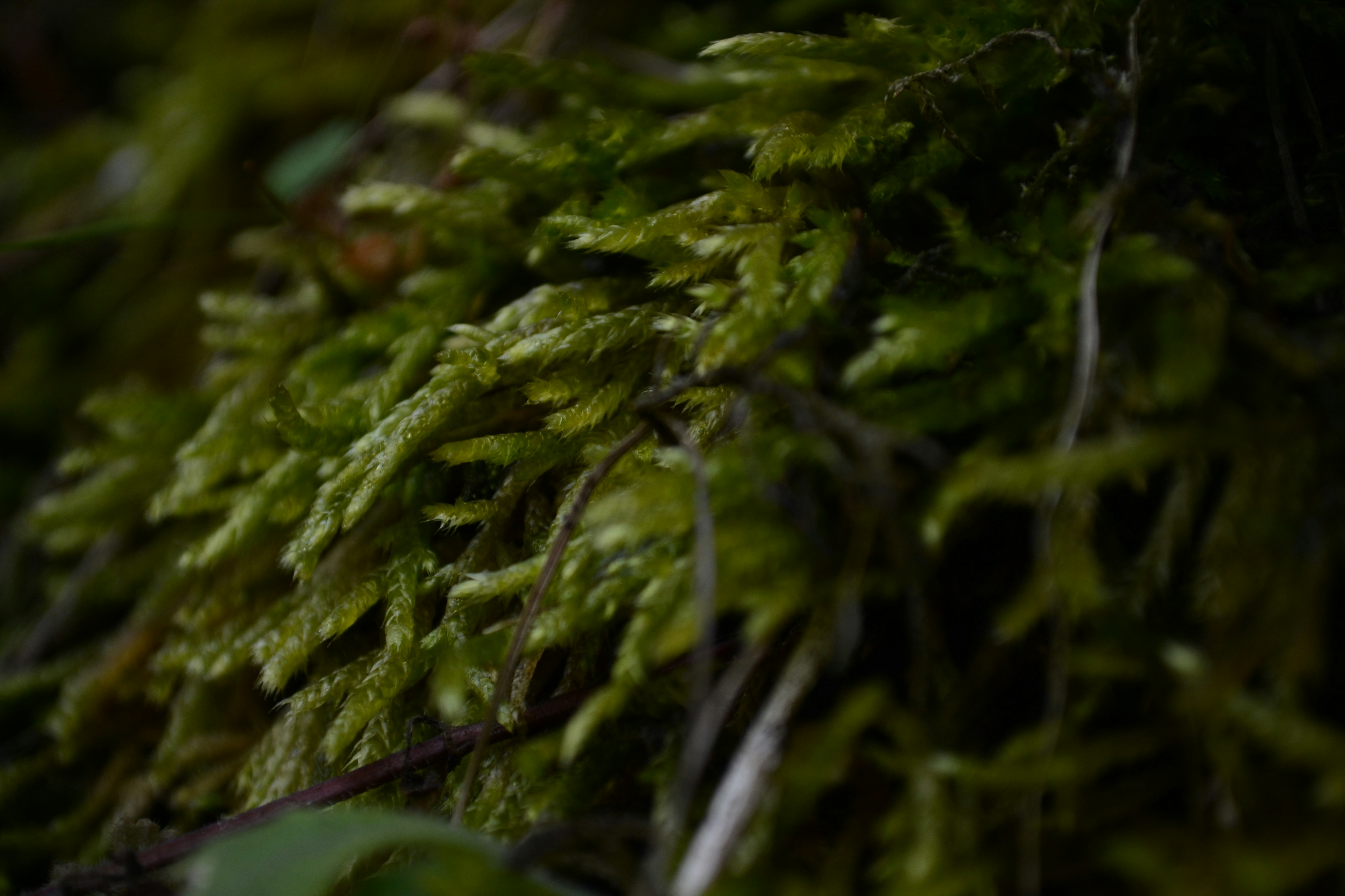 Free Unsplash photo from Joachim Bertelsen