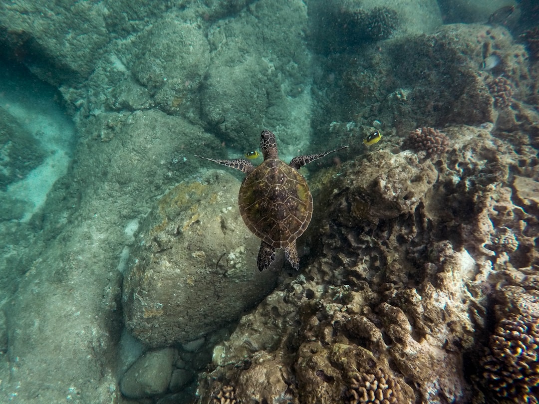 photography of brown turtle,