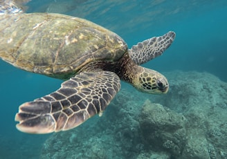marine photography of turtle