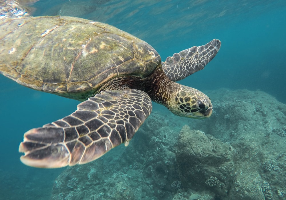 marine photography of turtle