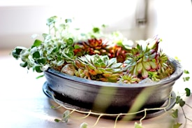 A black ceramic pot filled with various succulents, including some with reddish tips and others with a greener hue, is placed on a light surface. The scene is backlit by natural light from a window, emphasizing the water droplets on the leaves and pot edges.