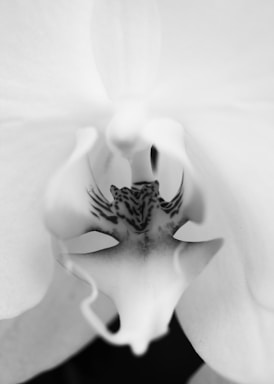 A close-up of Patricia Gherase's delicate botanical illustration featuring a blooming orchid on crisp white paper.