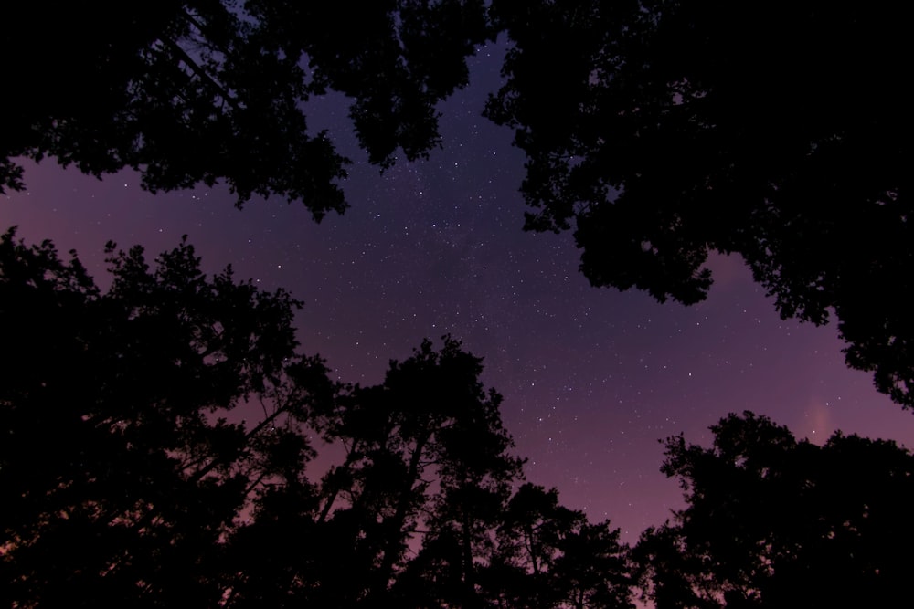 low angle photo of tall trees at night