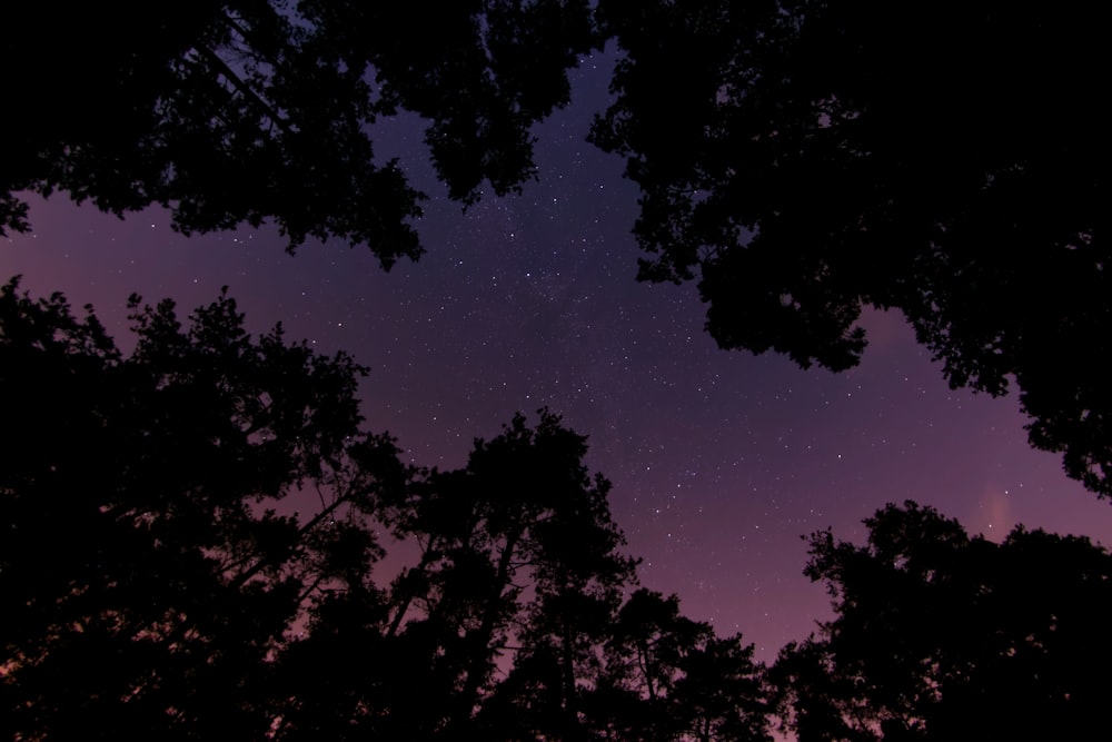 foto ad angolo basso di alberi ad alto fusto di notte