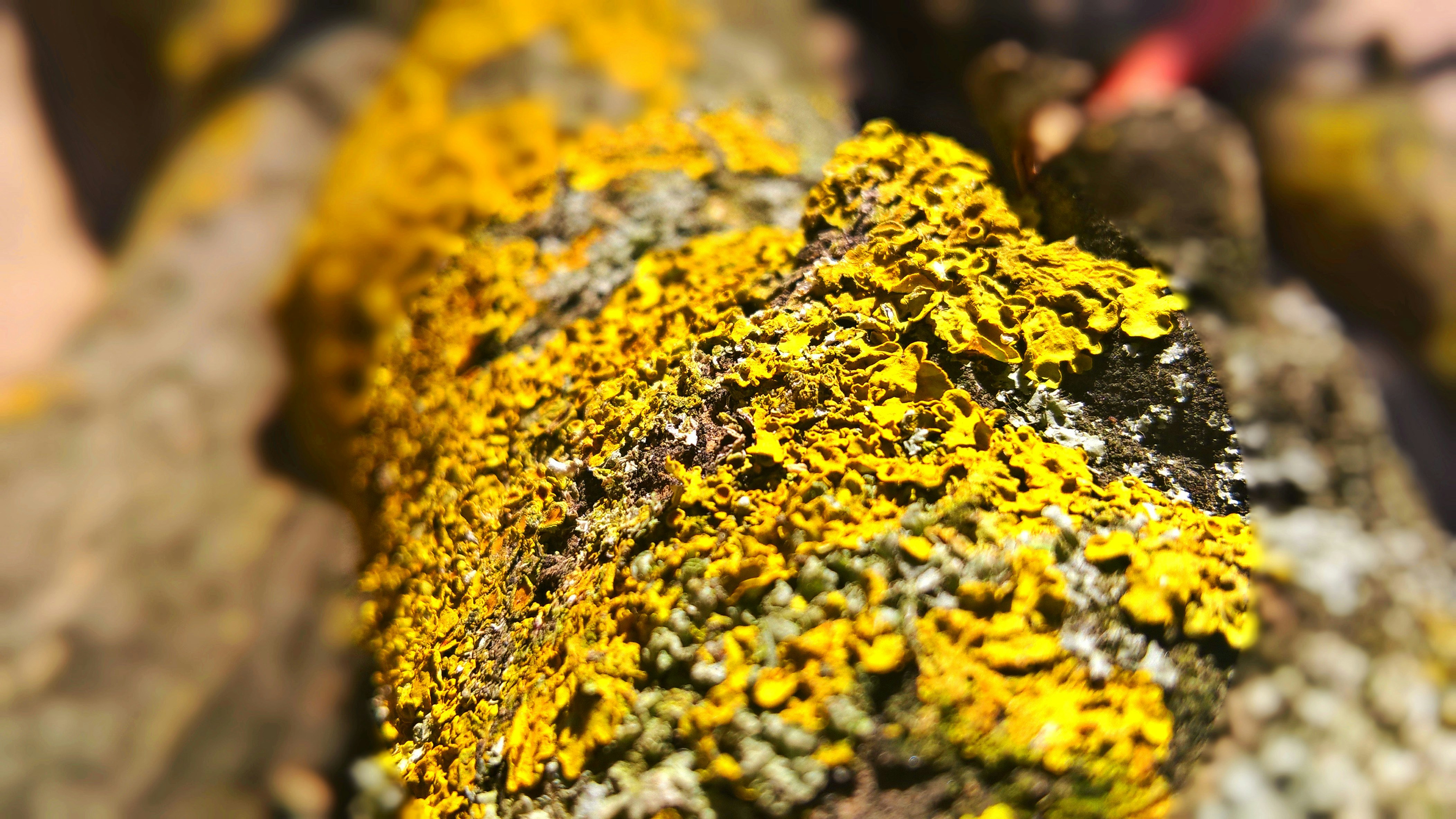 Free Unsplash photo from Mátyás Szakál