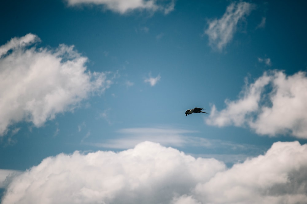 uccello nero che vola sotto il cielo blu e le nuvole bianche durante il giorno