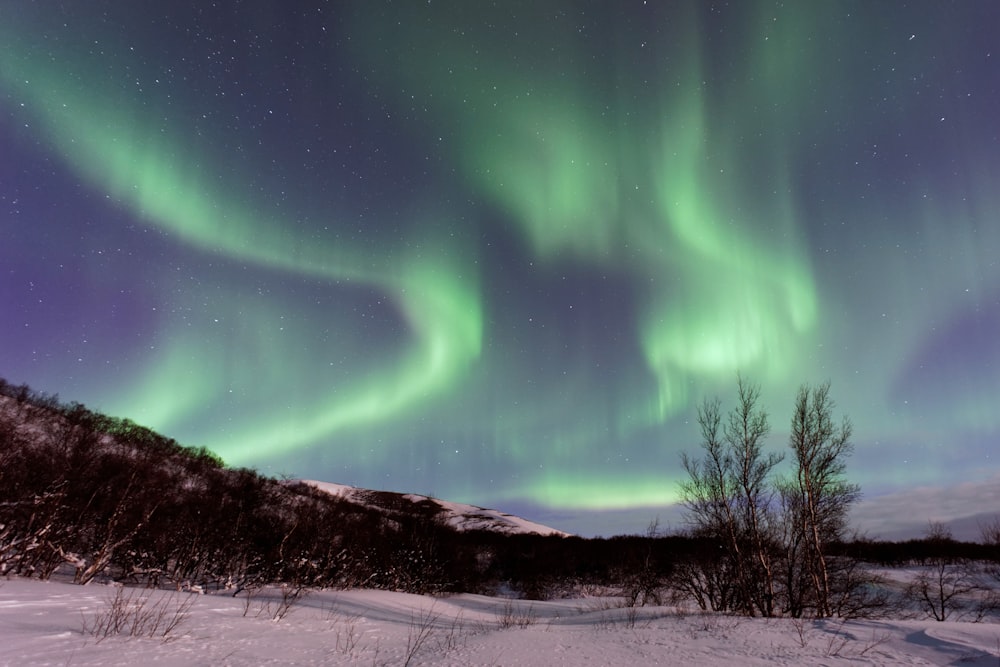 photo of green aurora borealis