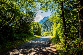 A sunlit mountain trail winding through lush green forests during golden hour