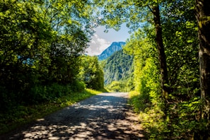 A sunlit mountain trail winding through lush green forests during an early morning hike