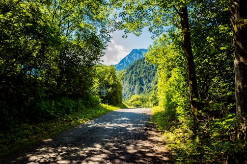 A sunlit mountain trail winding through lush green forests during golden hour
