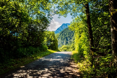 A sunlit mountain trail winding through lush green forests, perfect for adventurous hikes.