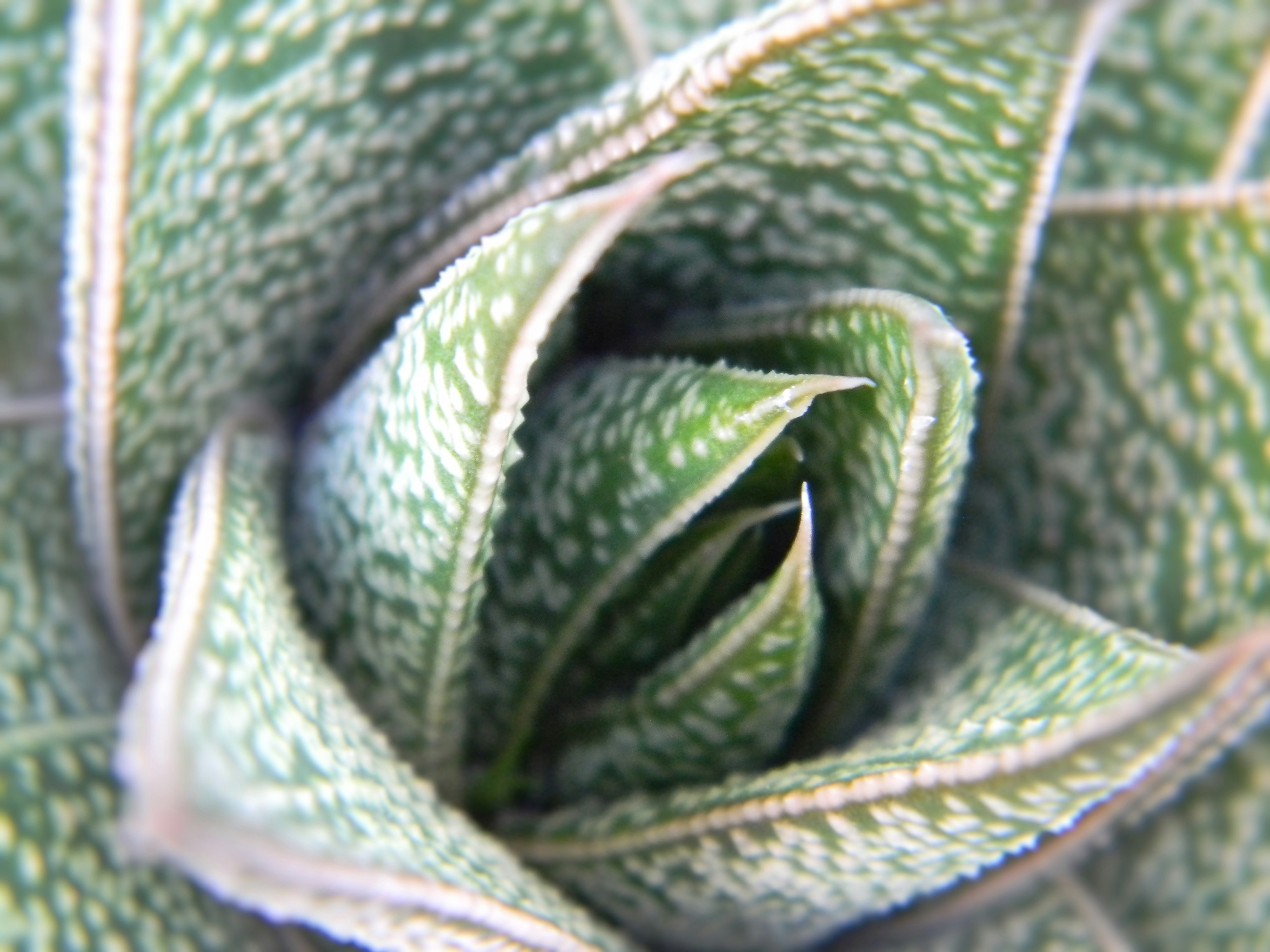 Rare Succulent Plants - Close-up Image