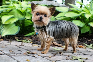A small, fluffy dog with brown and black fur stands on a stone path surrounded by green foliage. The dog has a curious expression with pointed ears and a small blue tag hanging from its collar.