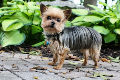 A small, fluffy dog with brown and black fur stands on a stone path surrounded by green foliage. The dog has a curious expression with pointed ears and a small blue tag hanging from its collar.