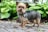 A small, fluffy dog with brown and black fur stands on a stone path surrounded by green foliage. The dog has a curious expression with pointed ears and a small blue tag hanging from its collar.
